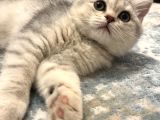 Pamuk