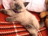 British Blue Point Yavru Kedi