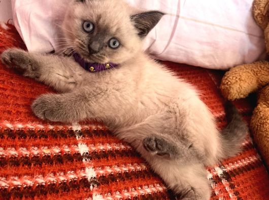 British Blue Point Yavru Kedi