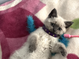 British Blue Point Yavru Kedi