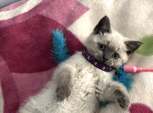 British Blue Point Yavru Kedi görsel