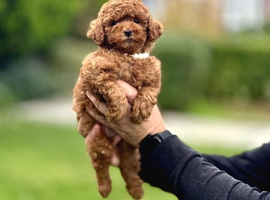 Red Brown Toy Poodle Oyuncak Bebekler görsel