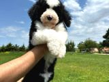 MULTİGEN GERÇEK Bİ COLOUR BERNEDOODLE