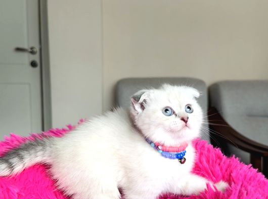 Scottish Fold Yavrular görsel