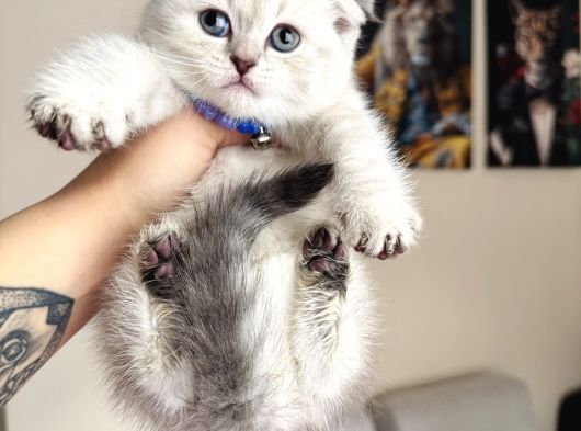 Scottish Fold Yavrular görsel