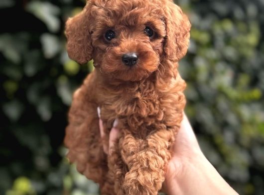Safkan Kali̇te Toy Poodle Bebek