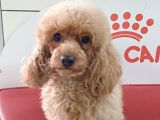 Apri̇cot  Toy Poodle