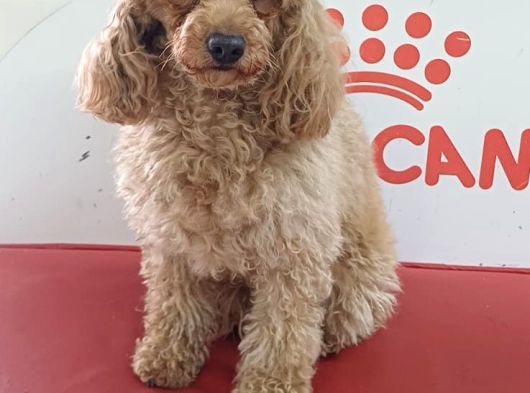 Apri̇cot  Toy Poodle görsel