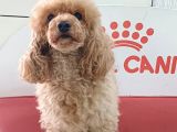 Apri̇cot  Toy Poodle