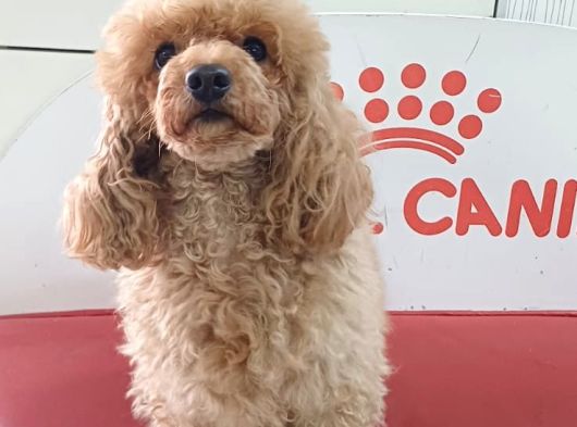Apri̇cot  Toy Poodle görsel
