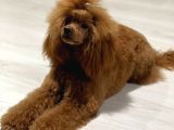 EV ORTAMINDA TOY POODLE YAVRULAR