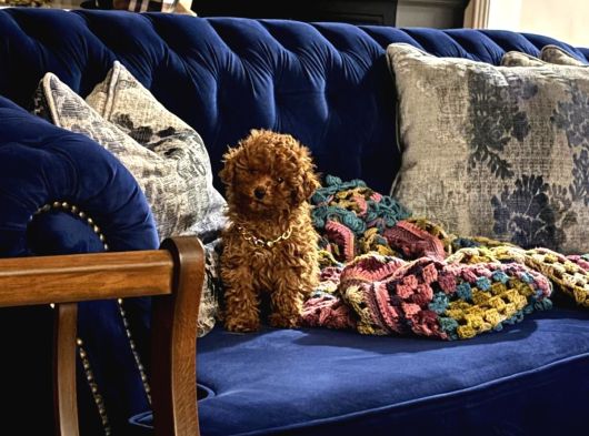 3 Aylık Toy Poodle Aşılı Tuvalet Eğitimli