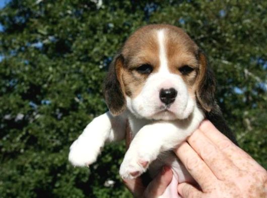 Beagle Yavrulari Mama Ve Malzeme Kampanya Li görsel