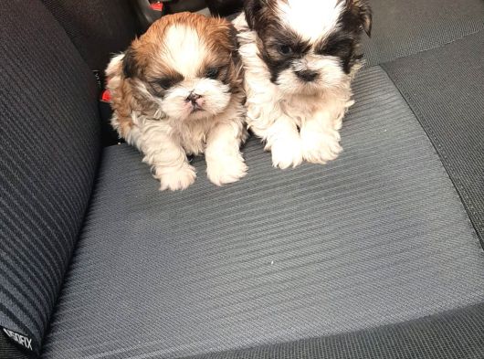 Shih Tzu Yavrulari Mama Ve Malzeme Kampanyali görsel