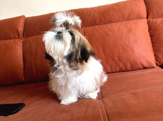 Shih Tzu Yavrulari Mama Ve Malzeme Kampanyali görsel
