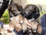 Shih Tzu Yavrulari Mama Ve Malzeme Kampanyali