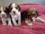 Beagle Yavrulari Mama Ve Malzeme Kampanya Li