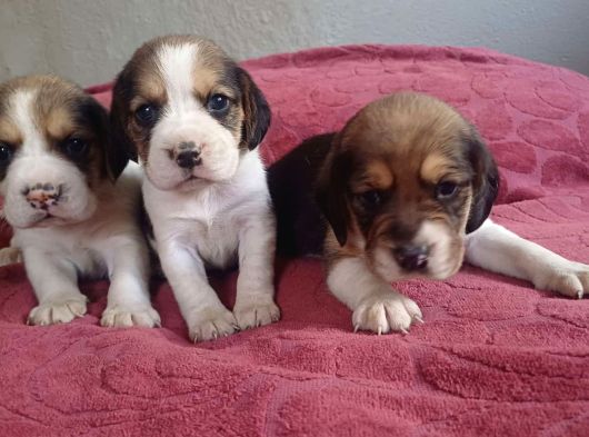 Beagle Yavrulari Mama Ve Malzeme Kampanya Li görsel