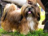 Shih Tzu Yavrulari Mama Ve Malzeme Kampanyali