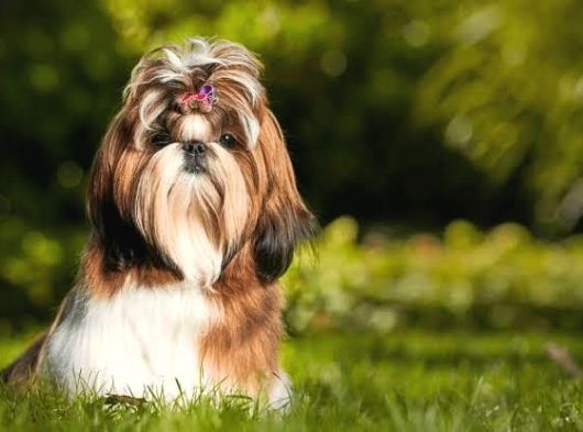 Shih Tzu Yavrulari Mama Ve Malzeme Kampanyali görsel