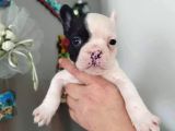 French bulldog yavrularııı