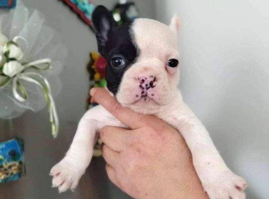 French Bulldog Yavrularııı