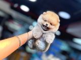 ORANGE POMERANİAN BOO YAVRUMUZ