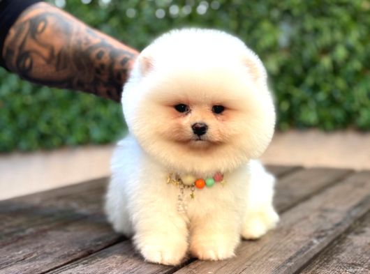 TADDY BEAR POMERANİAN BOO YAVRUMUZ