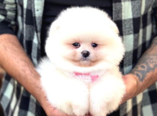 PANDA SURAT POMERANİAN BOO YAVRUMUZ