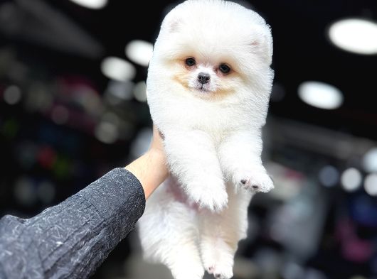 BEYAZ POMERANİAN BOO YAVRUMUZ