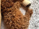 3 Aylık Toy Poodle Aşılı Tuvalet Eğitimli