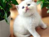 British Longhair Ve Shorthair Golden Yavrular
