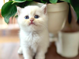 British Longhair Ve Shorthair Golden Yavrular