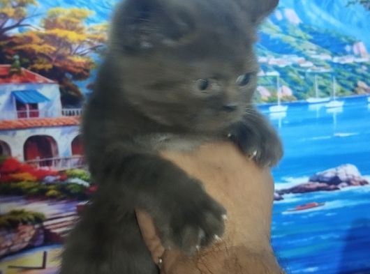 Safkan Yavrularım görsel