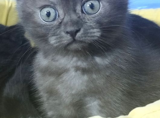Safkan Yavrularım