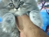 Safkan Yavrularım