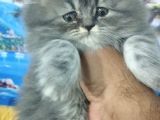 Safkan Yavrularım