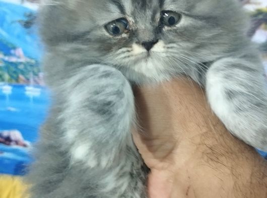Safkan Yavrularım görsel