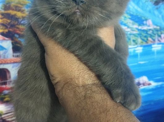 Safkan Yavrularım görsel