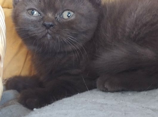 Safkan Yavrularım görsel
