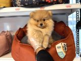 Pomerani̇an Boo Yavrularimiz