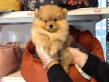 Pomerani̇an Boo Yavrularimiz