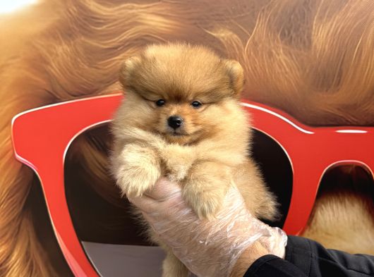 Pomerani̇an Boo Yavrularimiz görsel