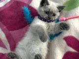 British Blue Point Yavru Kedi