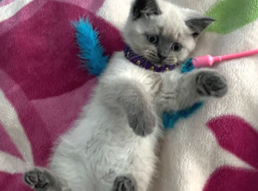 British Blue Point Yavru Kedi görsel