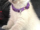 British Blue Point Yavru Kedi