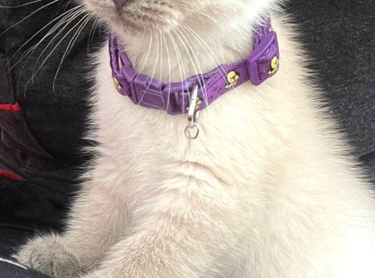 British Blue Point Yavru Kedi görsel