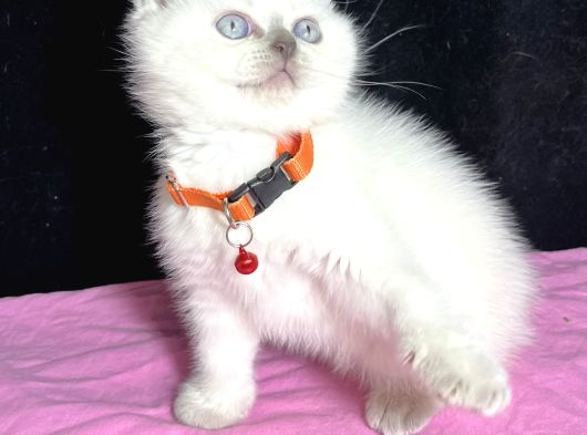 Panda Surat Çeşi̇t Çeşi̇t Bebeler görsel