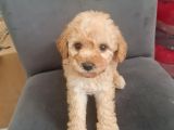 Tuvalet Egitimli Minyatür Minnaklarım