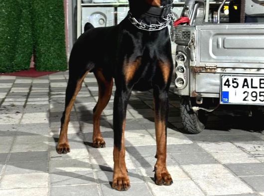 Doberman Yavrular Mevcut görsel